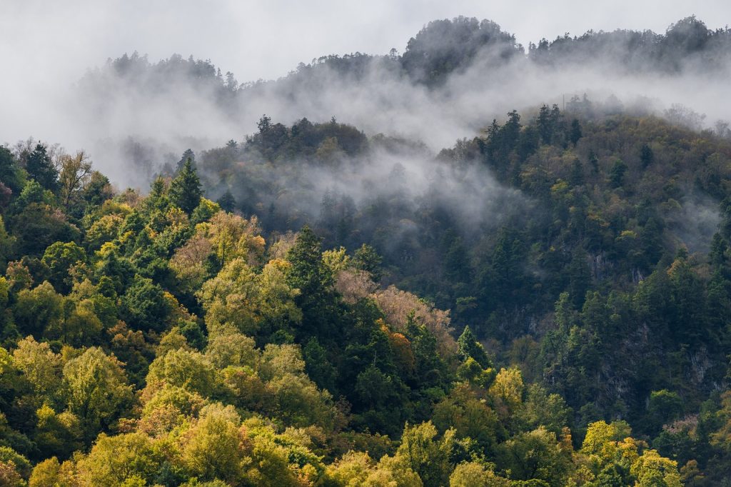 mountain, forest, autumn-6804152.jpg